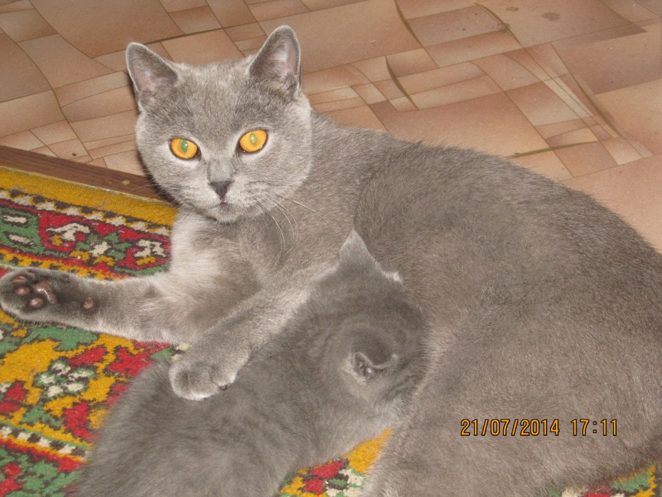 Метис шотландца