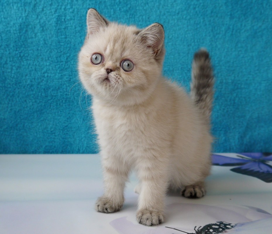 Метис шотландский вислоухий кот