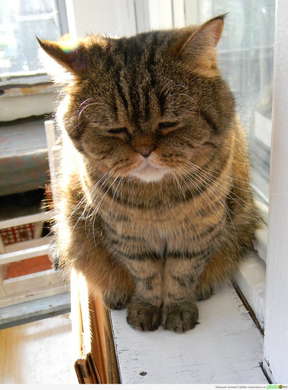 Котик расстроен