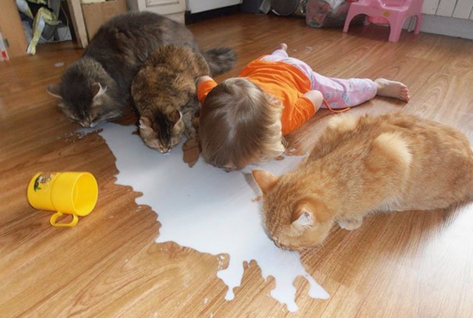 Дети и кошки смешное