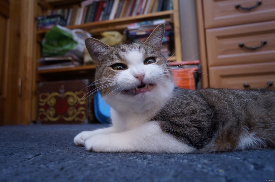 Дурные коты