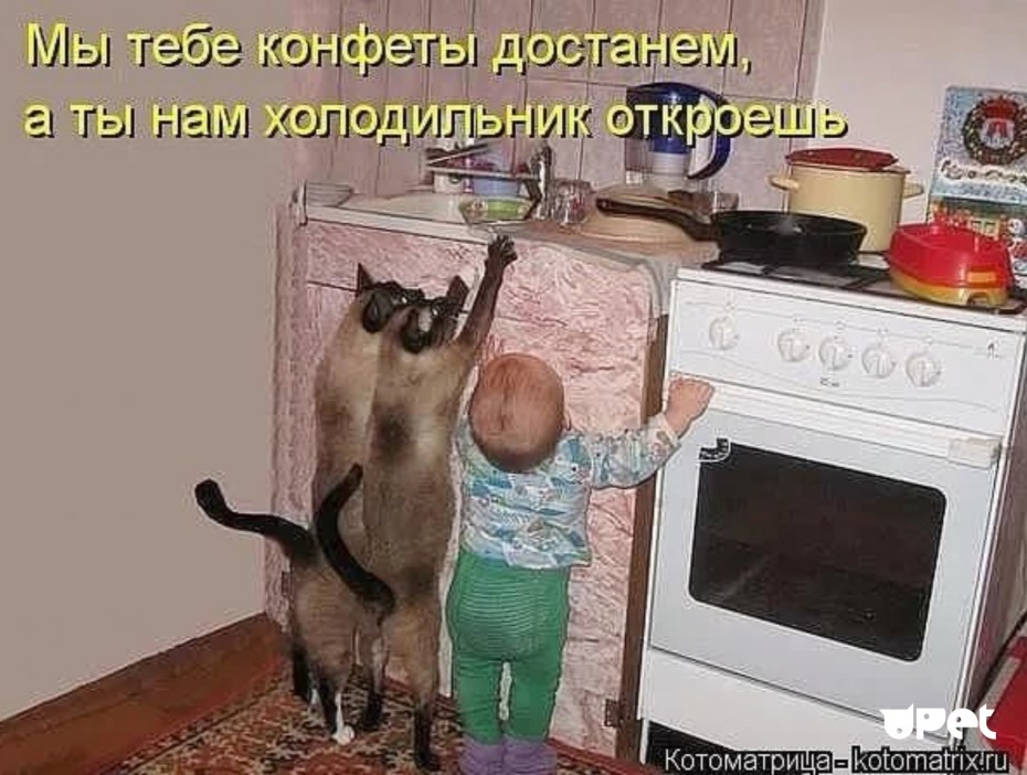 Смешные до слез с подписями