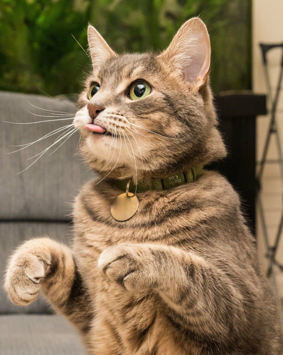 Сумасшедший котик
