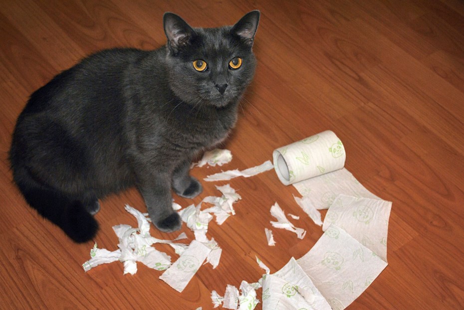 Котенок наказан