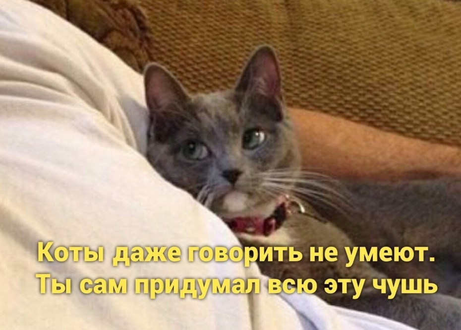 Коты советы