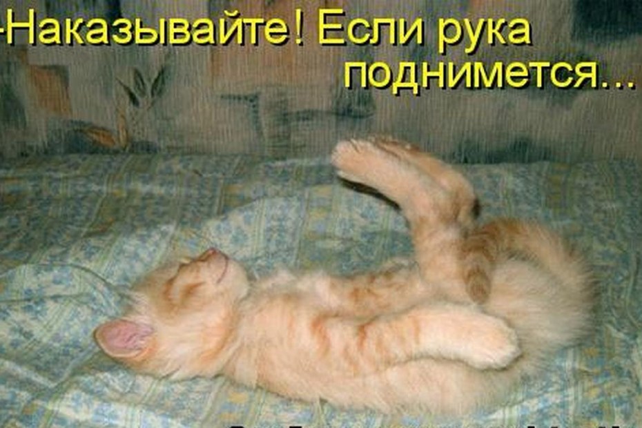 Наказать кота смешные картинки