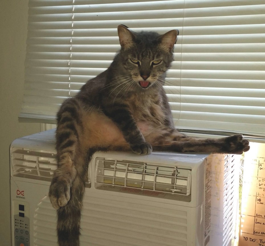 Коты проказники смешные