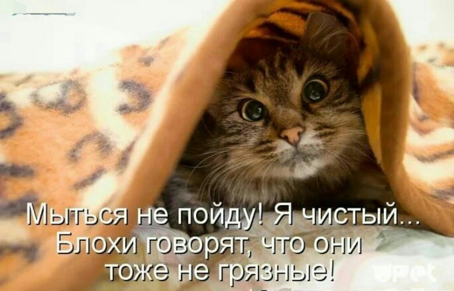 Котик пришел