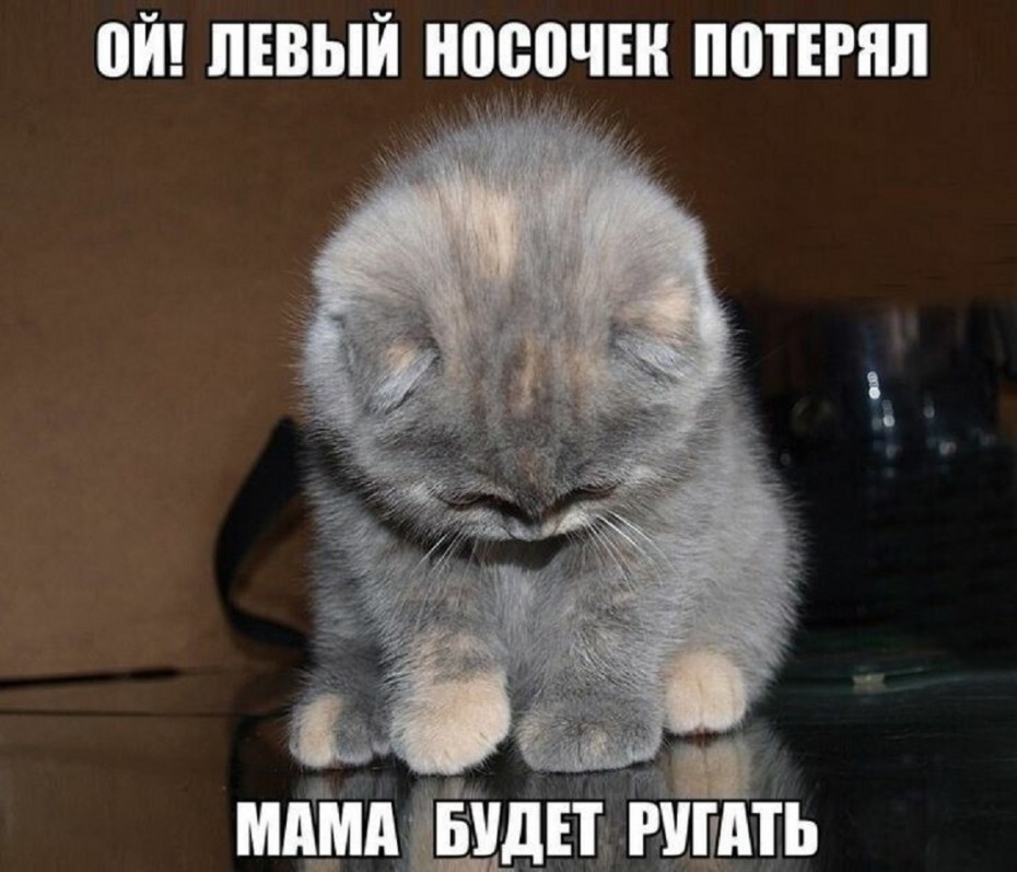 Милые животные с надписями
