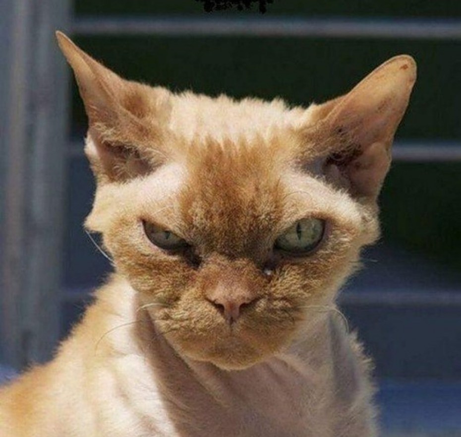 Плохой кот