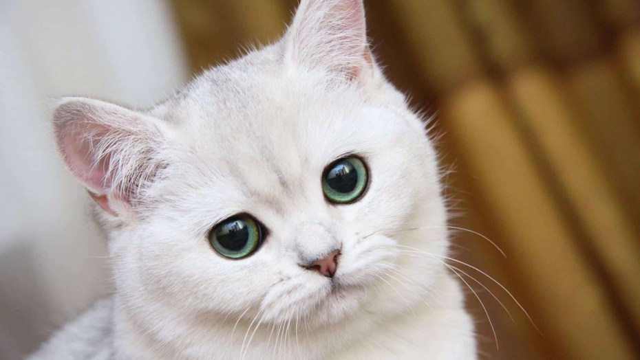 Красивые кошечки