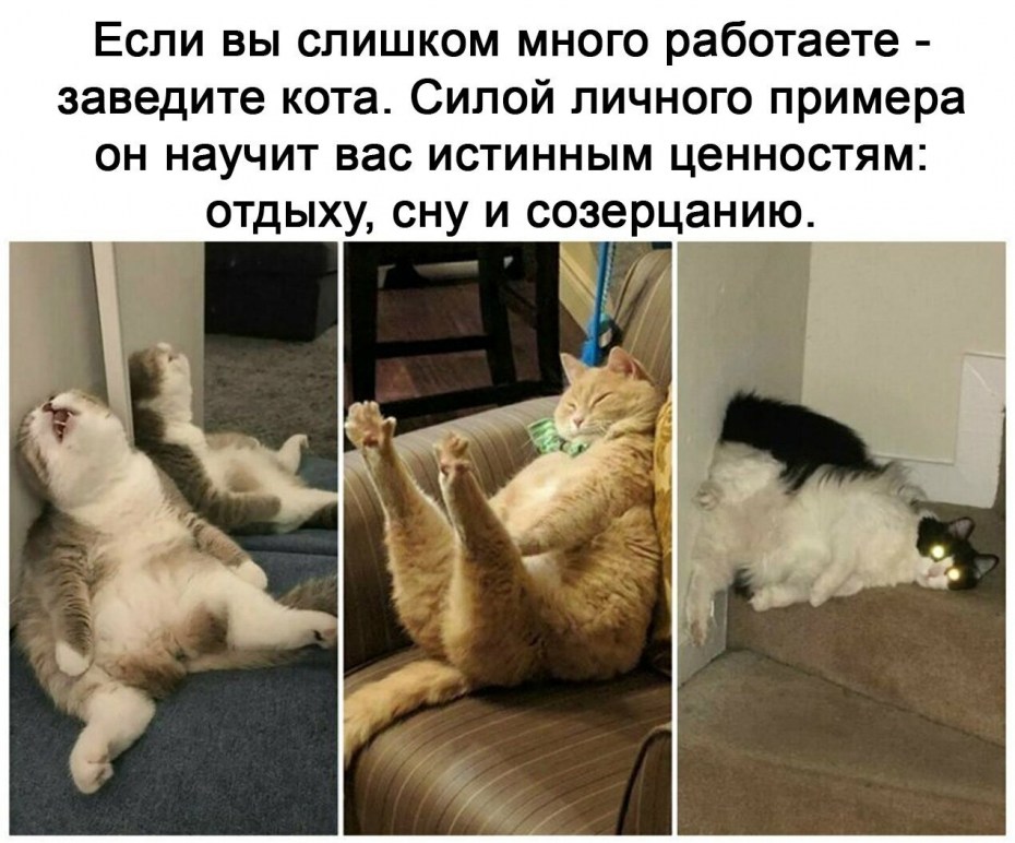 Кот плохому не научит