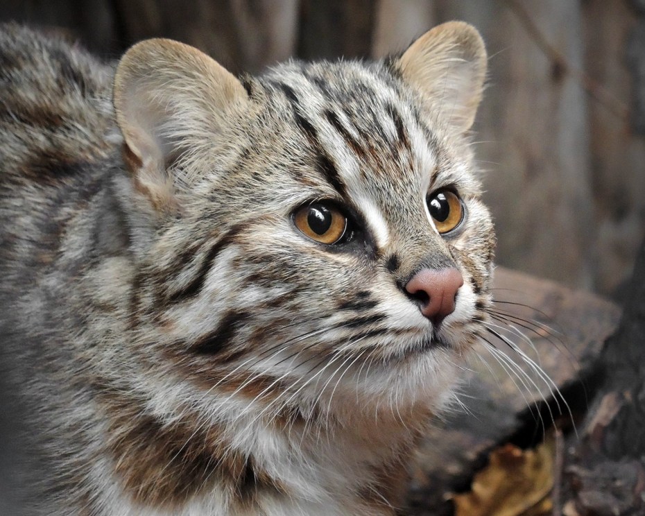Дальневосточный Лесной кот (Prionailurus bengalensis euptilurus)