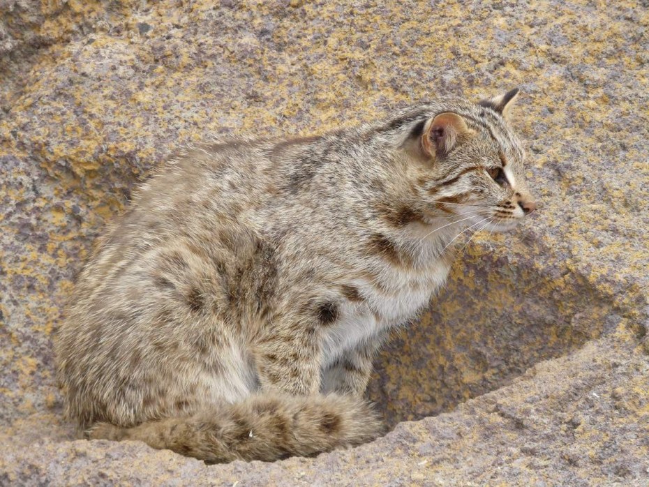 Дальневосточный дикий кот