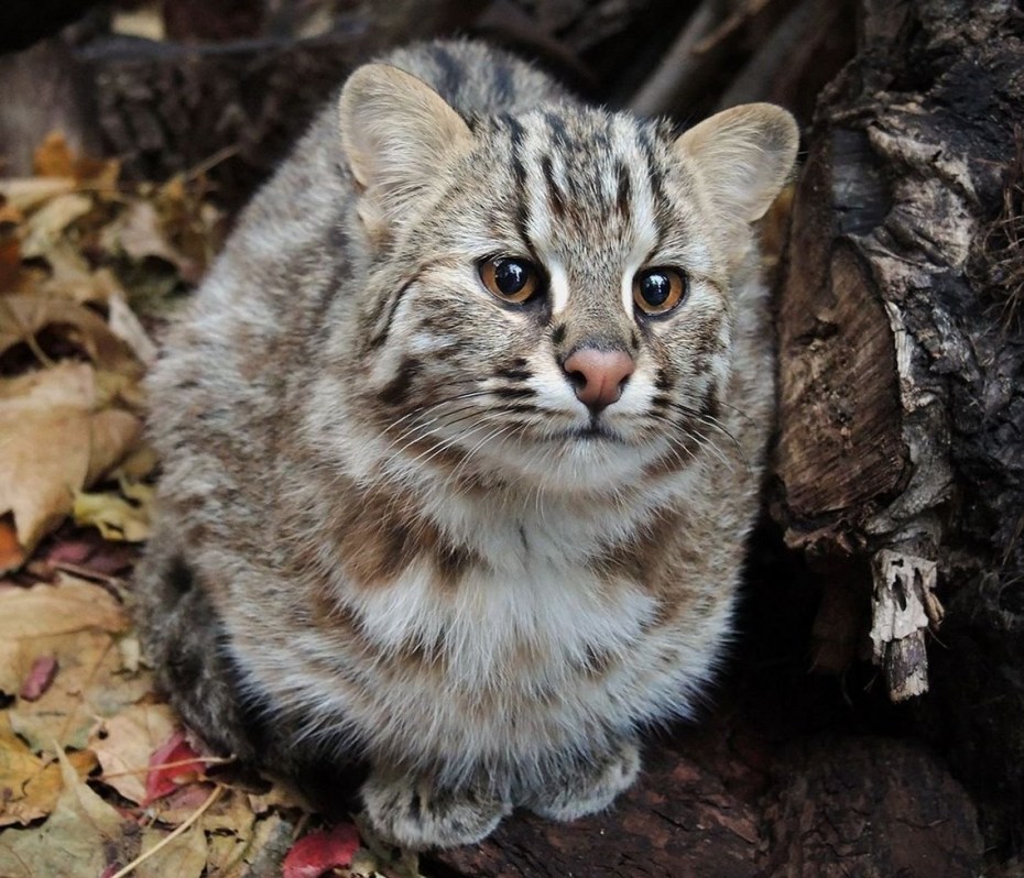 Лесной кот Приморский край