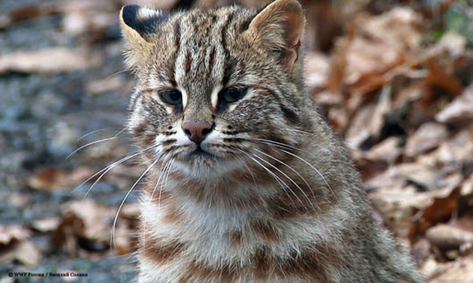 Дальневосточный Лесной кот зимой