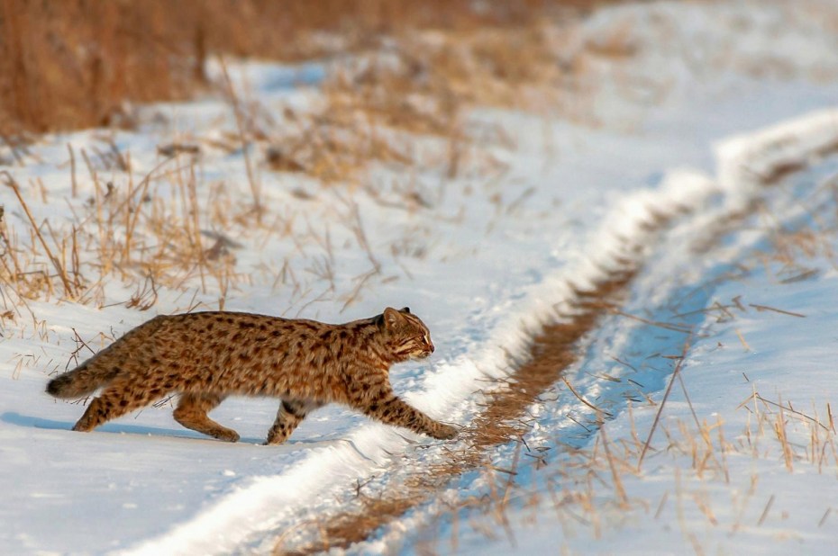 Амурский Лесной кот