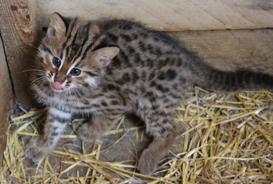 Европейский Лесной кот камышовый