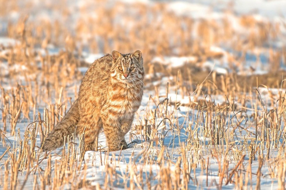 Амурский Лесной кот