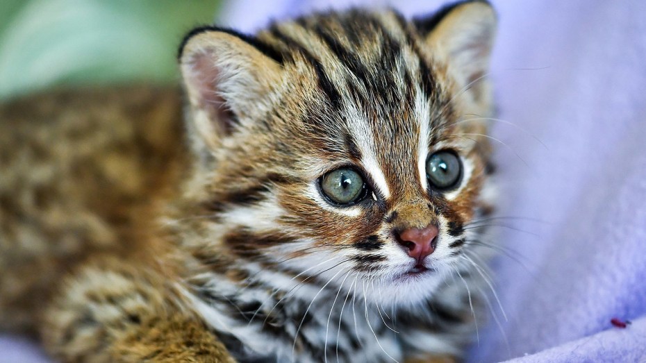 Дальневосточный Лесной кот Prionailurus bengalensis