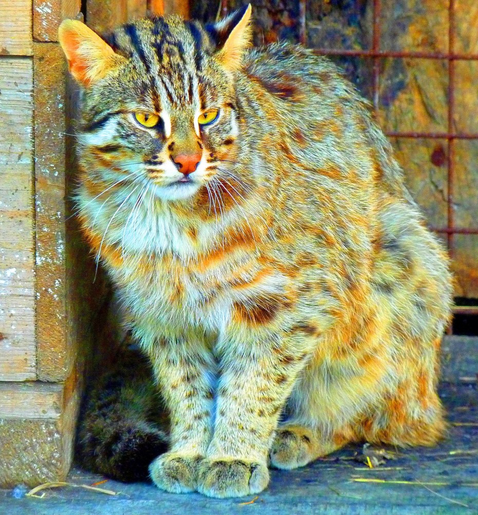 Prionailurus bengalensis euptilurus