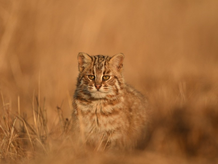 Дальневосточный Амурский Лесной кот
