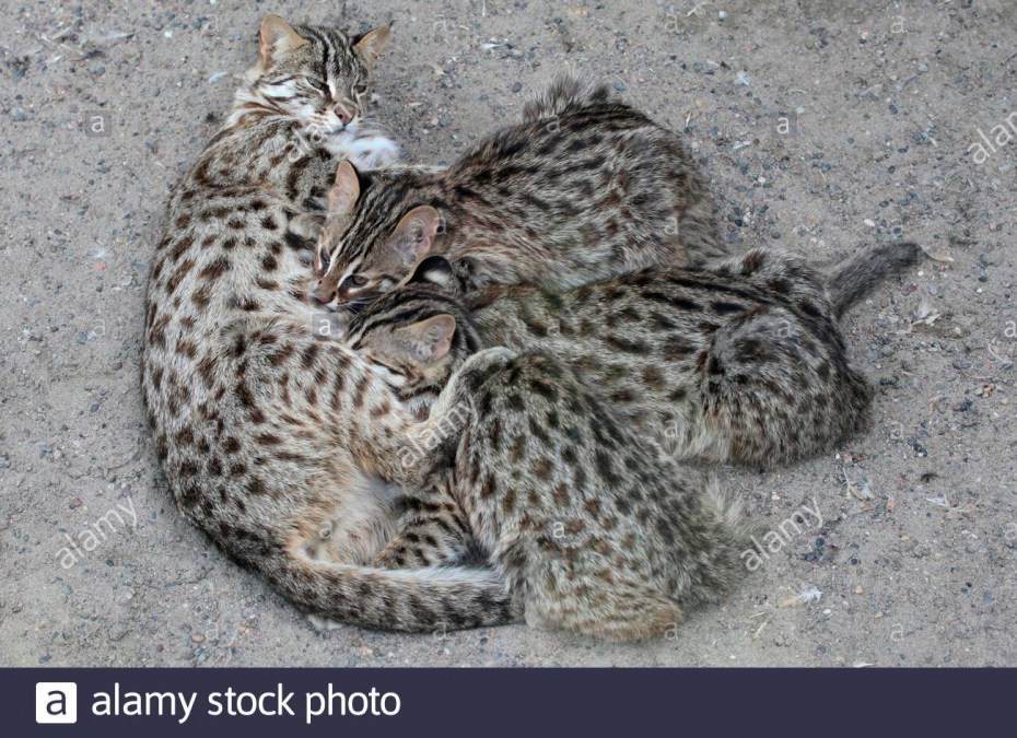 Шотландская Лесная кошка