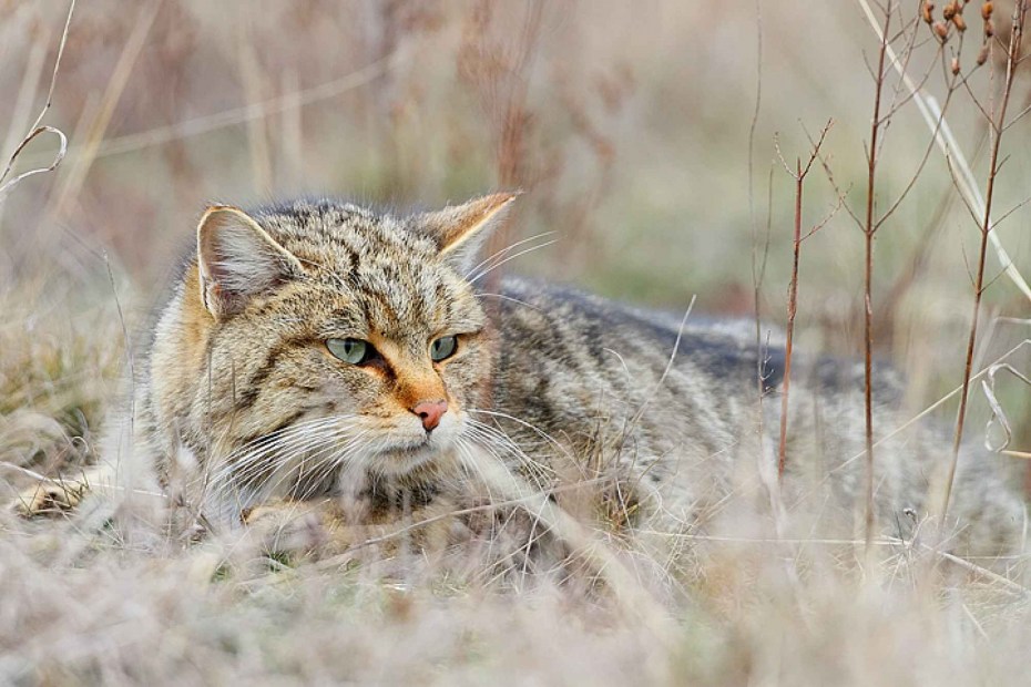 Амурский Лесной котенок