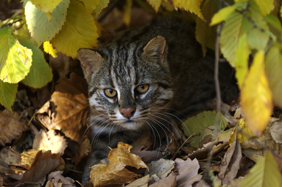 Амурский Лесной кот