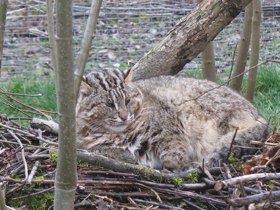 Амурский Лесной котенок