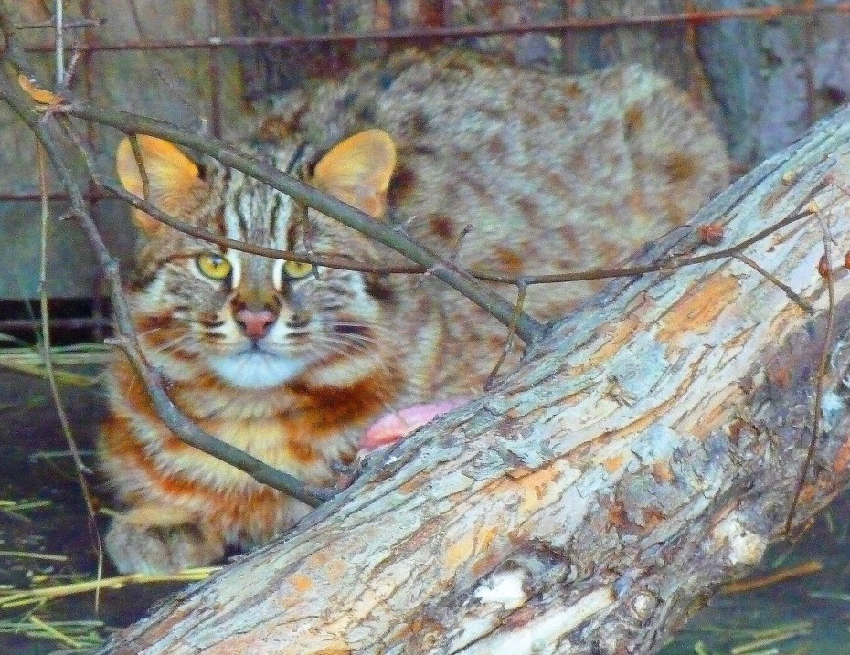 Дальневосточный кот Детеныши
