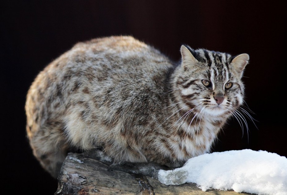 Амурский Лесной кот