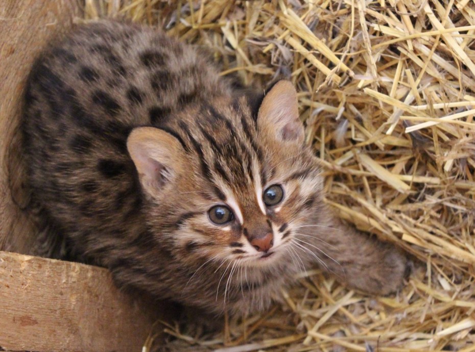 Амурский Лесной кот