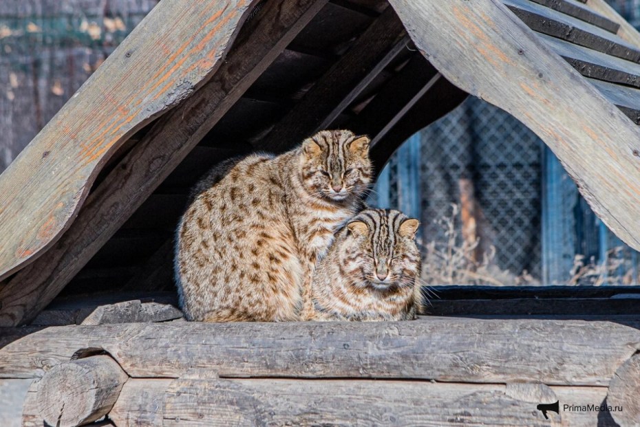 Амурский Лесной кот на охоте