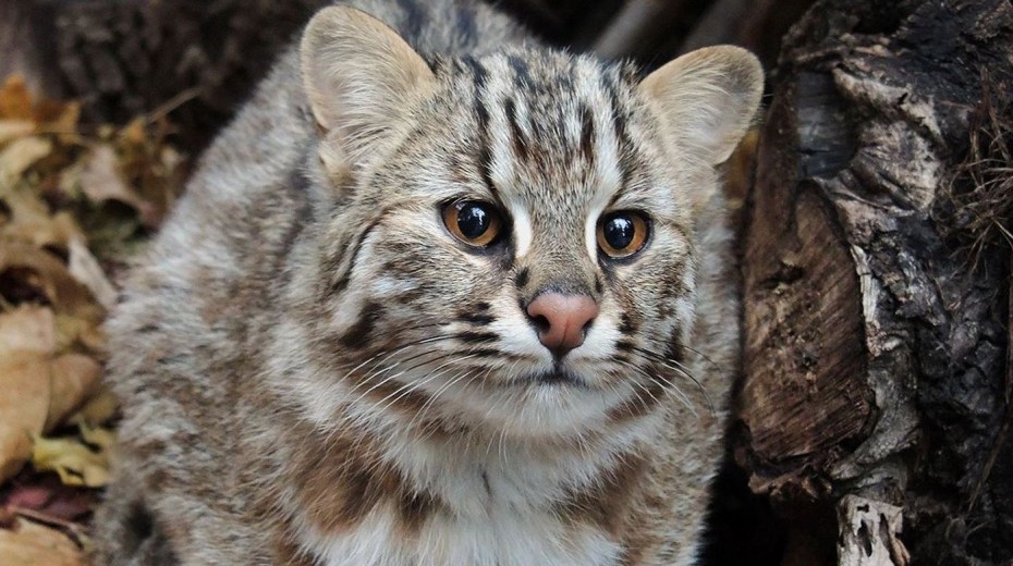 Дальневосточный Лесной кот с рыбой