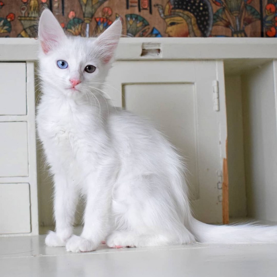 Котята породы турецкая ангора