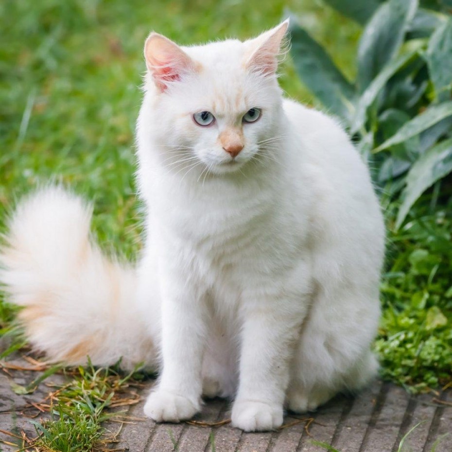 Сибирская ангорская кошка