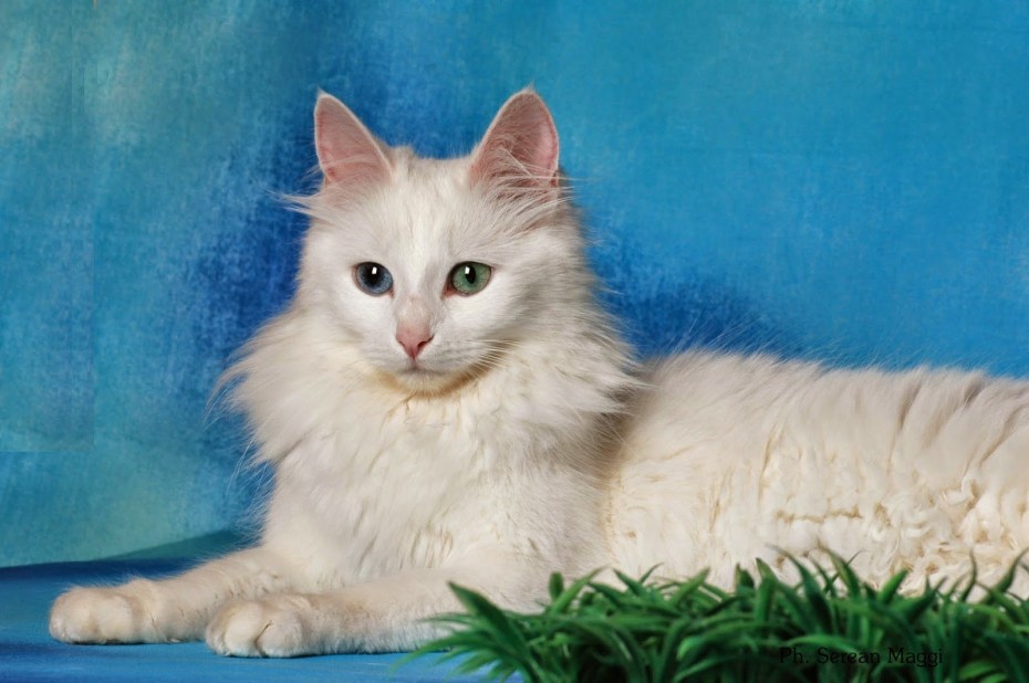 Турецкий ангорский кот белый