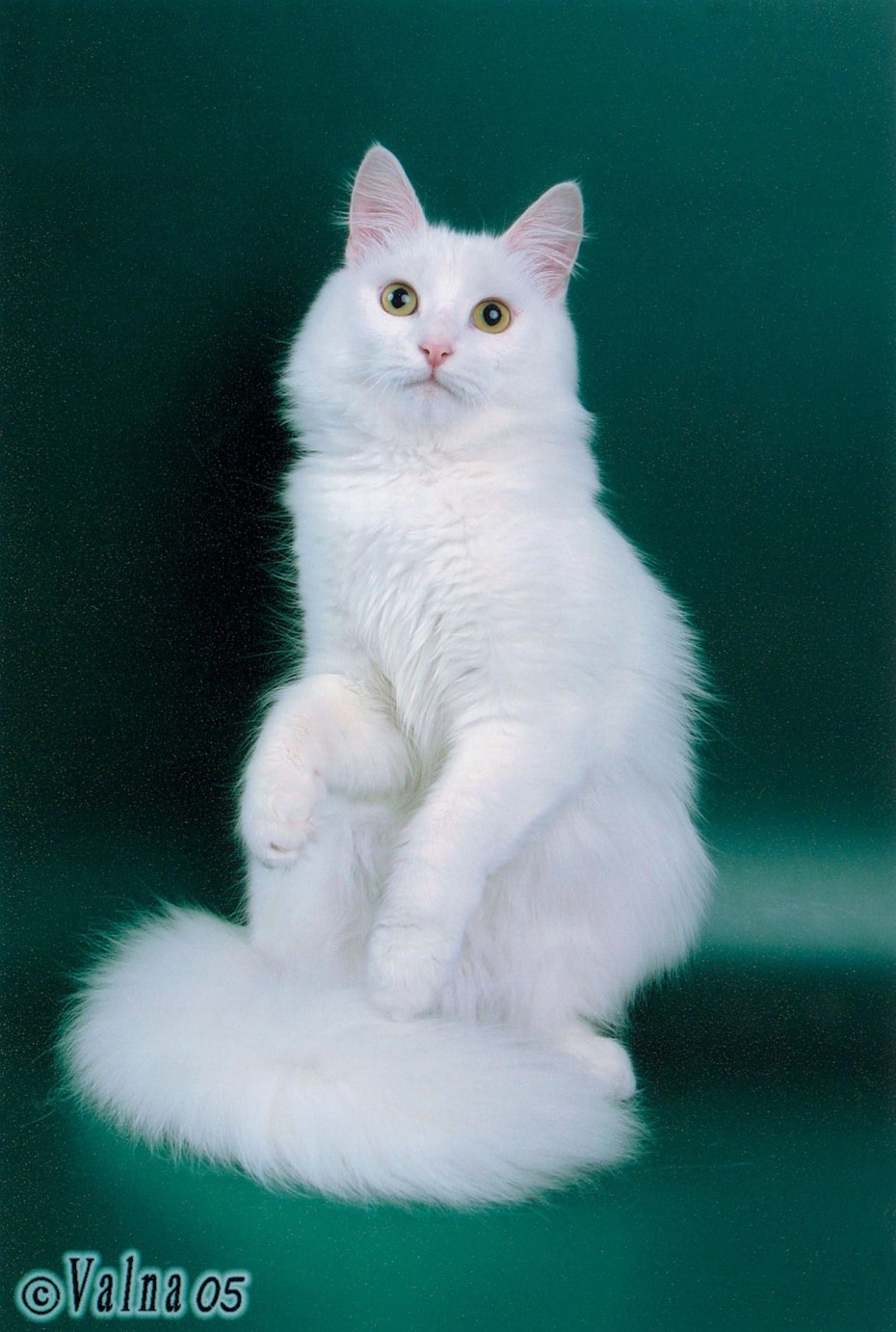Турецкая ангора котята