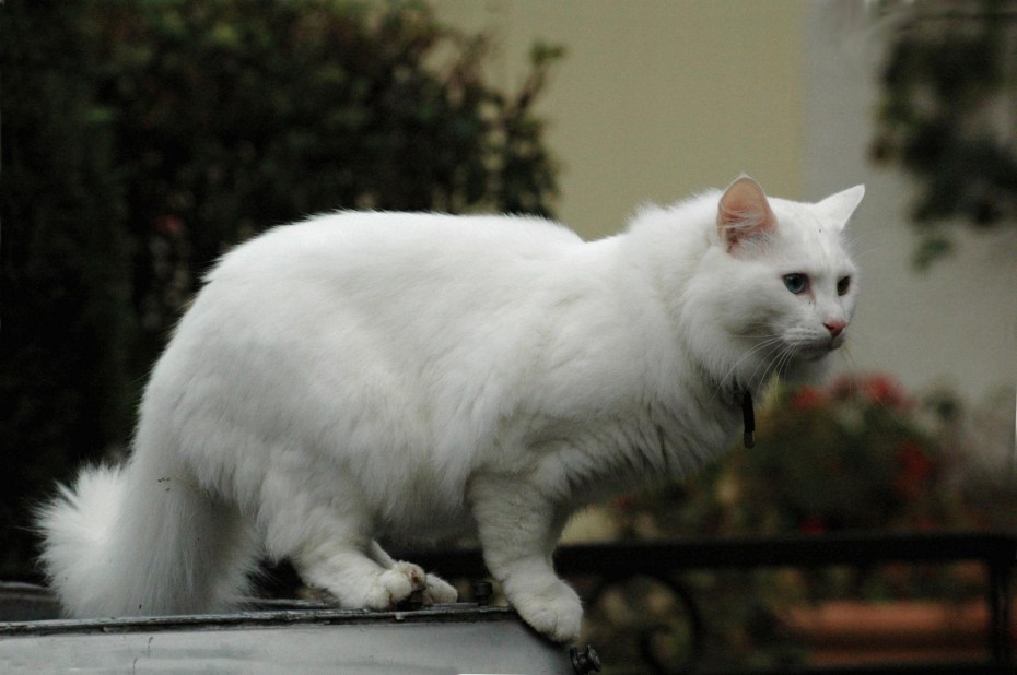 Ангорская кошка