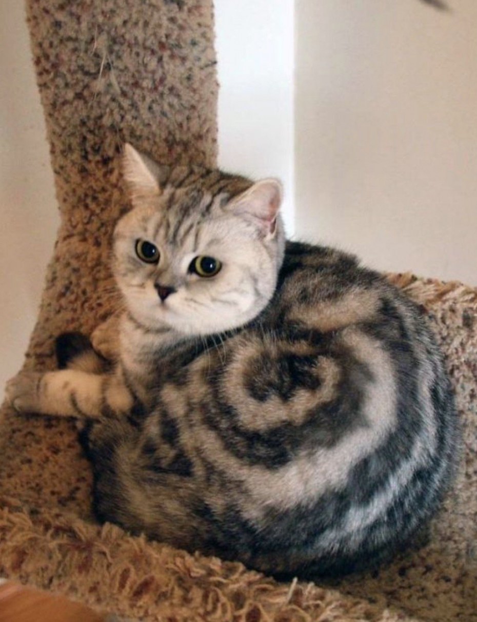 Необычные окраски кошек