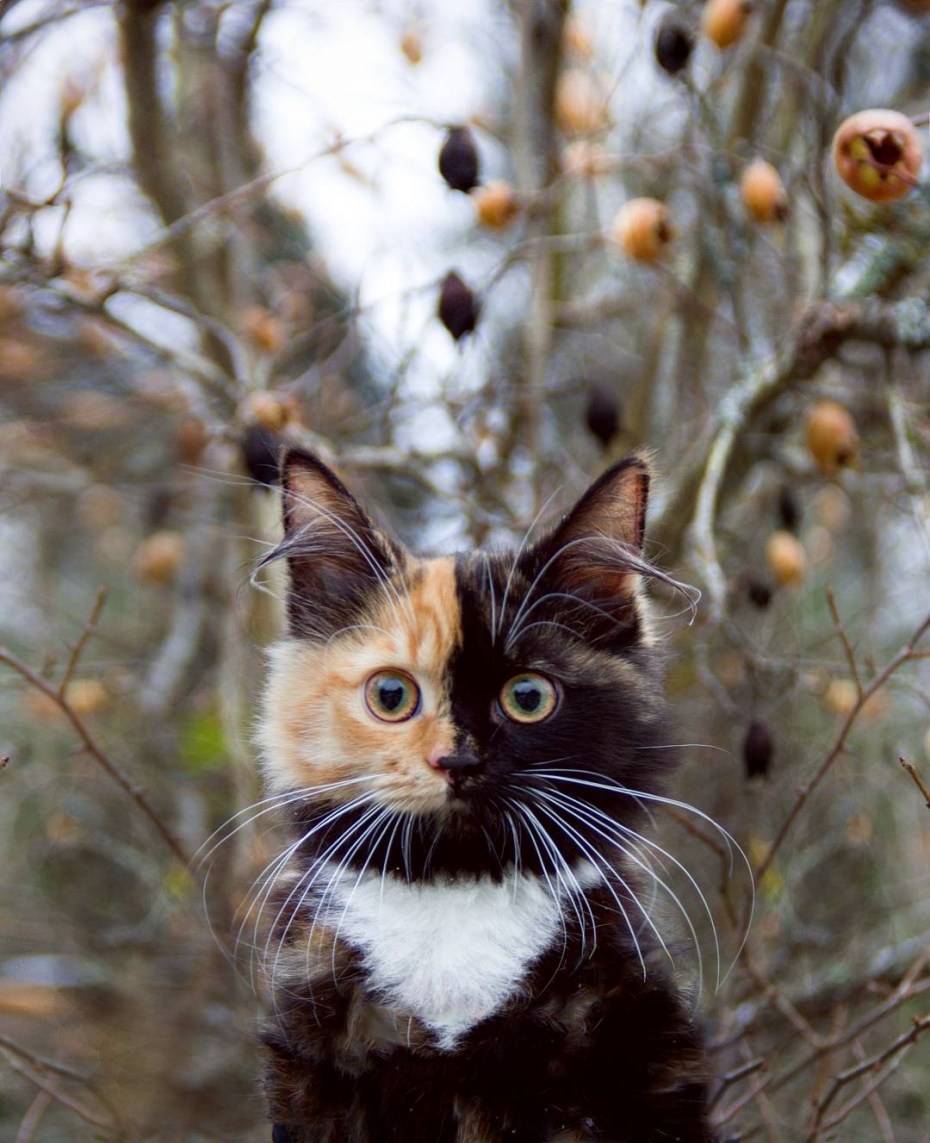 Необычные коты