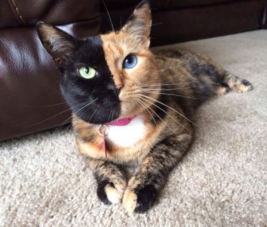 Двуликая кошка Венера