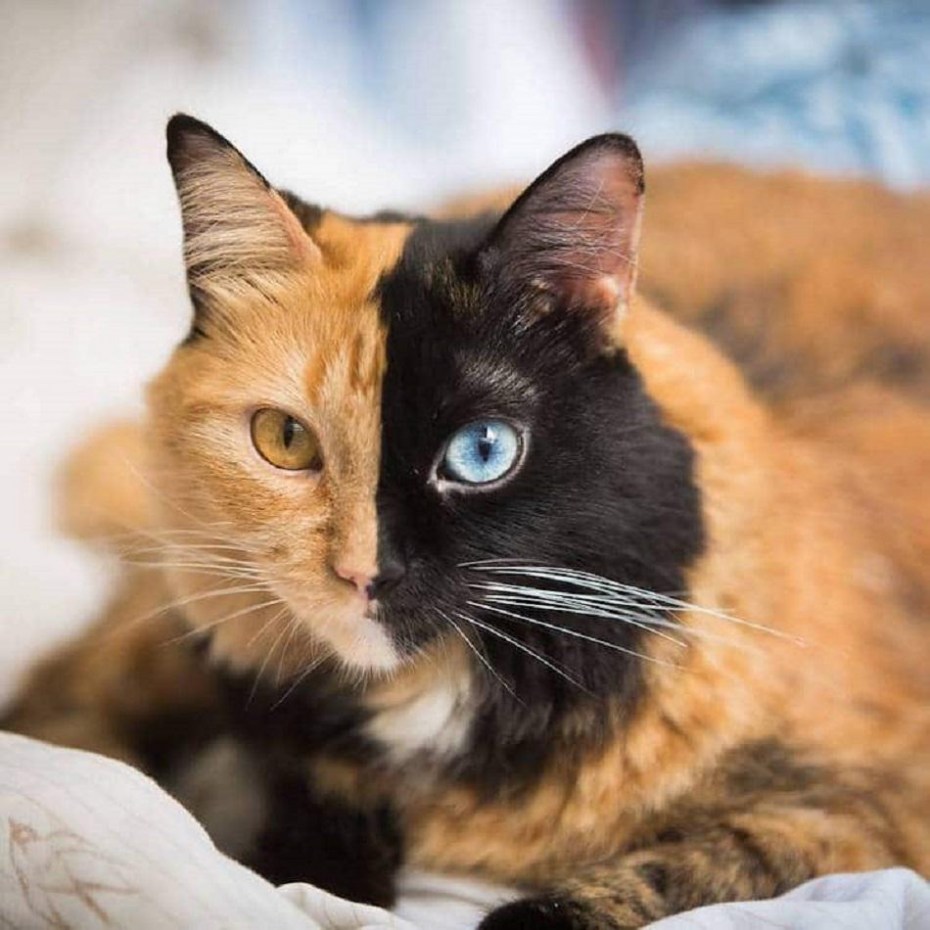 Необычные расцветки кошек
