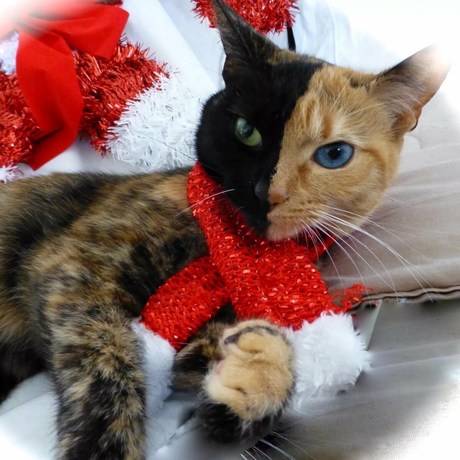 Необычные котята