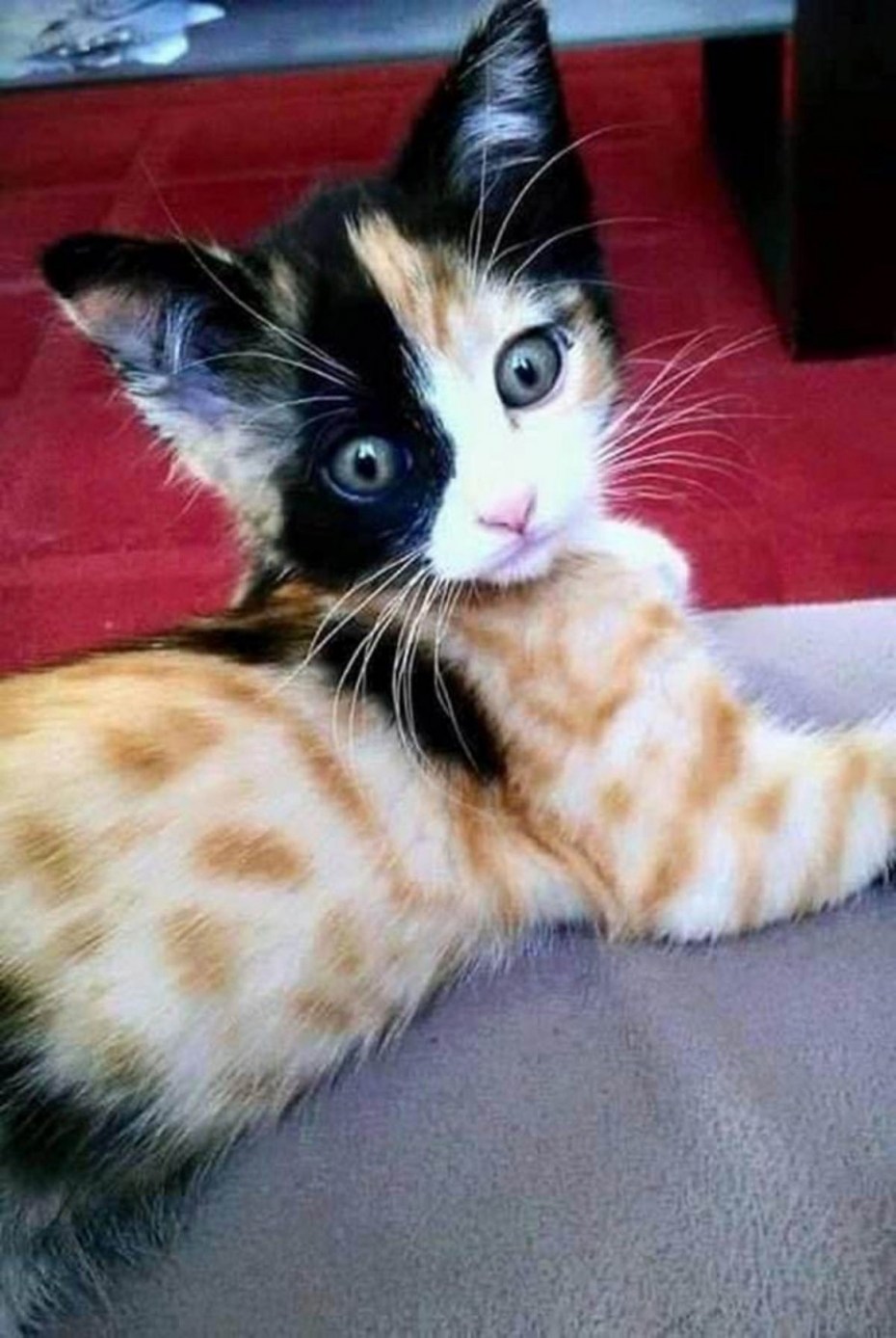 Необычные расцветки кошек