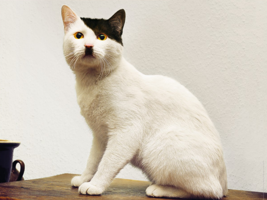 Кот Адольф