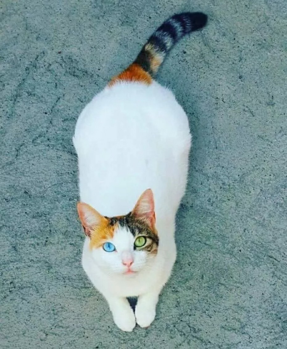 Редкая окраска кошек