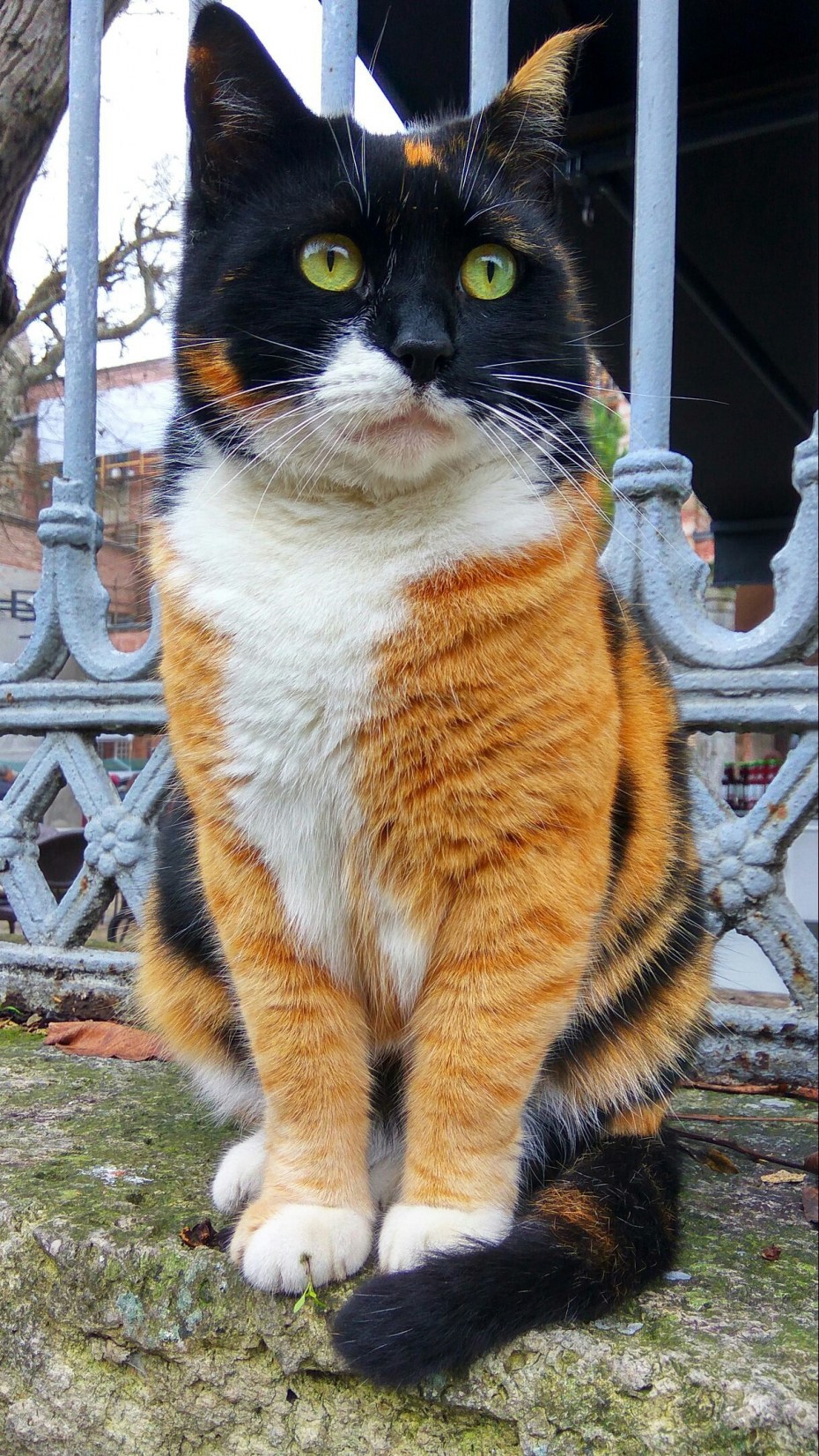 Трехцветный кот
