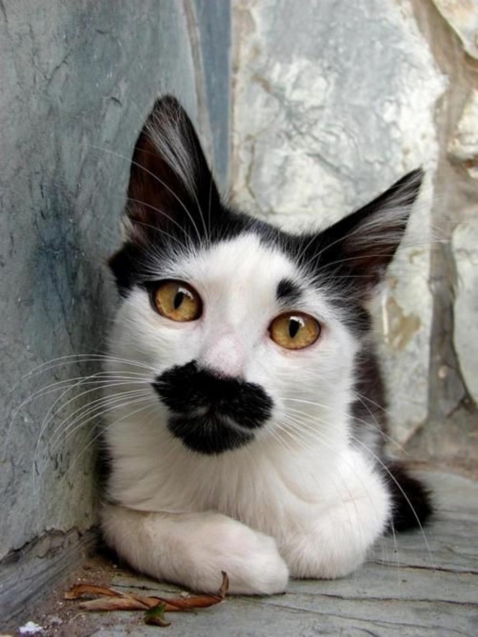 Необычные коты